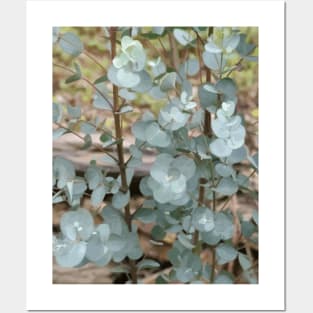 Silver Dollar Eucalyptus Leaves Posters and Art